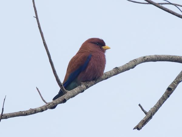 <h3><a href="/trips/tanzania/biota/animalia/chordata/aves/037 coraciiformes/001 coraciidae/eurystomus glaucurus/eurystomus glaucurus-nl.html">Eurystomus&nbsp;glaucurus</a> / Broad‑billed&nbsp;roller / Breedbekscharrelaar</h3>OM-1 Mark II met OLYMPUS M.150-400mm F4.5 TC, 1/2000 sec  bij F5.6, ISO 2500, afstand 56.6&nbsp;m